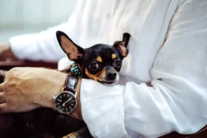 Mijn hond beschermt mij: is dat handig?