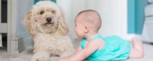 Hond laten wennen aan baby: hoe doe je dit?