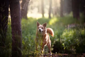 Hond leren komen op commando