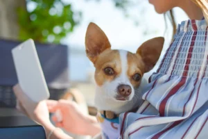 Mijn hond wil altijd bij mij liggen: hoe ga je hiermee om?