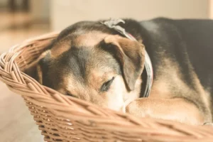 Hond leren op zijn plaats te liggen