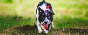 Mijn hond is overprikkeld: hoe werkt dit?