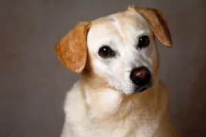Hond schooit/bedelt om eten