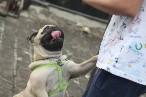 Mijn hond springt tegen mij op: oorzaken en oplossingen