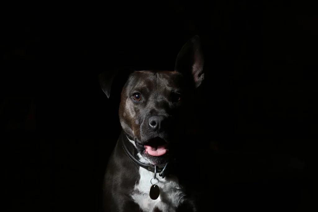Hond verlichten in het donker