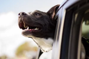 Mijn hond wil niet in de auto: hoe los ik dit op?