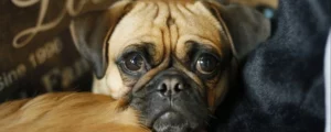 Mijn hond wil zijn riem niet om