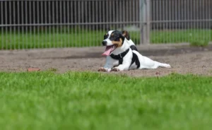 Hyperactieve hond kalmeren: handige tips!