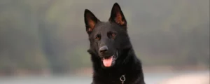 Ik kan mijn hond niet aan