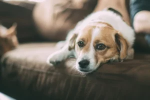 Mag een hond op de bank liggen?