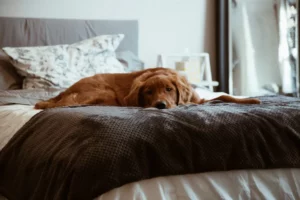 Mag een hond overal liggen