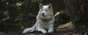 Mag je een hond straffen?