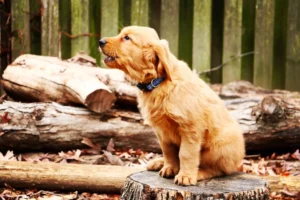 Mijn hond blaft (en gromt) naar mannen