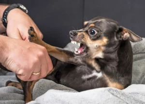 Mijn hond is agressief: hoe ga je hiermee om?