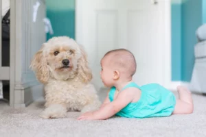 Hond is bang voor baby: wat nu?