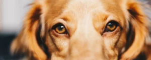 Mijn hond is bang voor onweer: wat nu?
