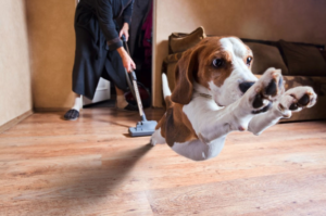 Mijn hond is bang voor de stofzuiger