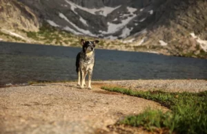 Mijn hond luistert niet