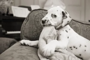 Mijn hond sloopt de spullen in huis, waarom?