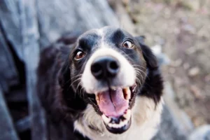 Mijn hond springt tegen visite op