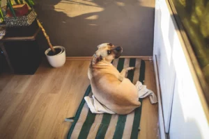 Mijn hond verveelt zich: wat kun je hier aan doen?
