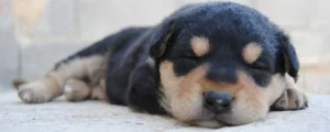 Moet ik een bench kopen voor mijn puppy?