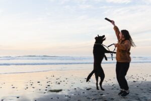 Opspringen hond afleren: hoe doe je dit?