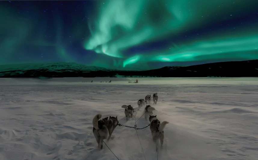 Hondenrassen: Siberische husky