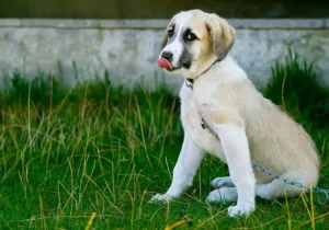 Stress signalen bij honden: hoe herken je ze?