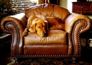 Symptomen verlatingsangst hond