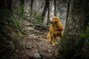 12 tips voor het trainen van je hond!