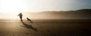 Mijn hond is druk: oorzaken en oplossingen