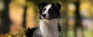 Waarom vertoond mijn hond dit gedrag?
