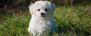 Wanneer moet je beginnen met een puppycursus?