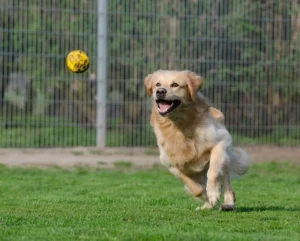 Wat vinden honden leuk om te doen?