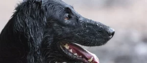 Hondenrassen: Flatcoated Retriever