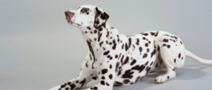 Hondenrassen: Dalmatiër - Dalmatische hond