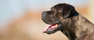 Hondenrassen: Cane Corso
