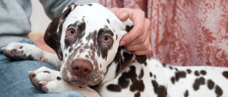 Hondenrassen: Dalmatiër - Dalmatische hond