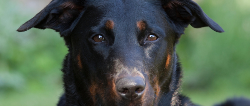Hondenrassen: Beauceron