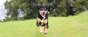 Rasgroep 2 - Pinchers, Schnauzers, Molossers en Sennenhonden