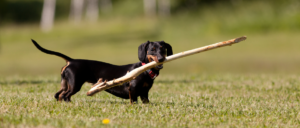 Rasgroep 4 - Dashonden (teckels)