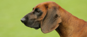 Rasgroep 6 - Lopende honden en zweethonden