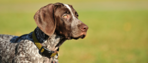 Rasgroep 7 - Voorstaande honden