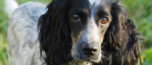 Rasgroep 8 - Retrievers, spaniëls en waterhonden