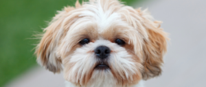 Rasgroep 9 gezelschapshond, vlinderhond