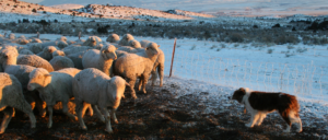 Rasgroep 1 - Herdershonden en veedrijvers