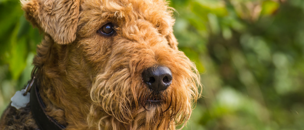 Rasgroep 3 - Terriërs