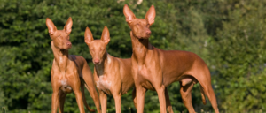 Rasgroep 5 - Spitsen en oertypen