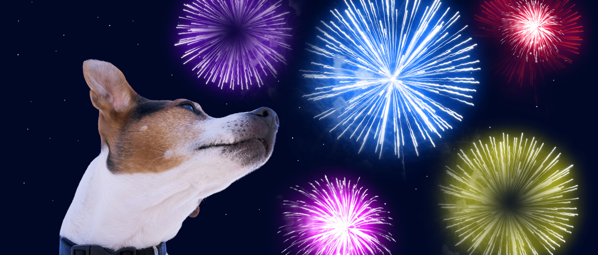 Hond is bang voor vuurwerk